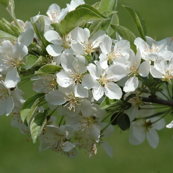 Malus sargentii 'Tina' (051703)