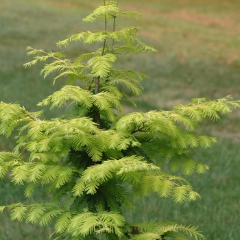 Metasequoia glyptostroboides 'Ogon' (051709)