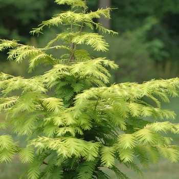 Metasequoia glyptostroboides 'Ogon' (051710)