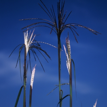 Miscanthus floridulus 'Giganteus' (051720)