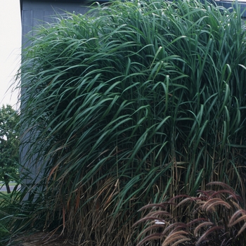 Miscanthus floridulus 'Giganteus' (051721)