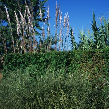 Miscanthus sinensis 'Morning Light' (051733)