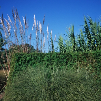 Miscanthus sinensis 'Morning Light' (051734)