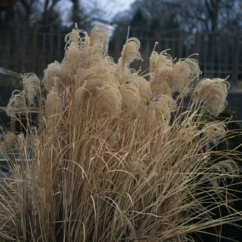 Miscanthus sinensis 'Morning Light' (051735)