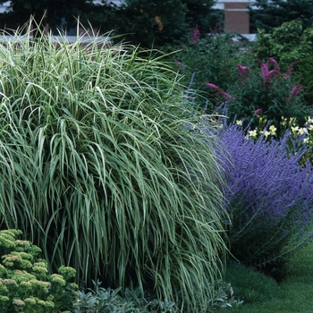 Miscanthus sinensis 'Variegatus' (051737)