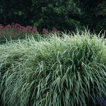 Miscanthus sinensis 'Variegatus' (051738)