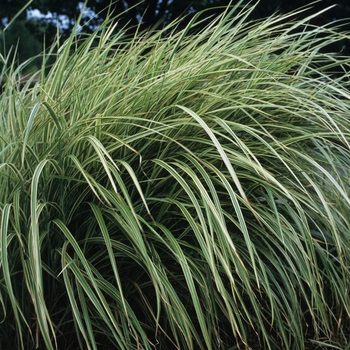 Miscanthus sinensis 'Variegatus' (051739)