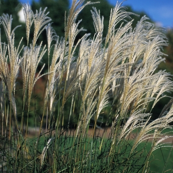 Miscanthus sinensis 'Graziella' (051750)