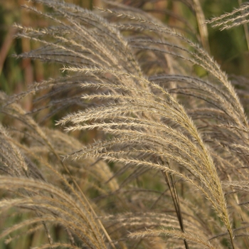 Miscanthus sinensis 'Graziella' (051751)