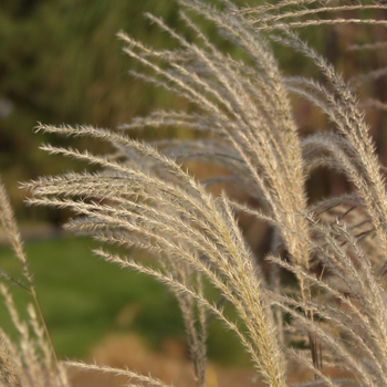 Miscanthus sinensis 'Graziella' (051753)