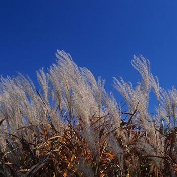 Miscanthus sinensis v. purpurascens '' (051761)