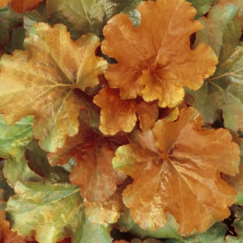 Heuchera Dolce® 'Creme Brulee' (051851)