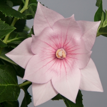 Platycodon grandiflorus 'Astra Pink' (051864)