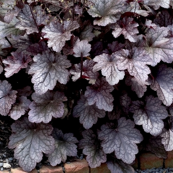 Heuchera 'Velvet Night' (051884)