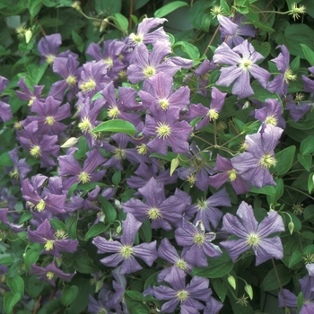 Clematis 'Perle D'Azure' (051888)