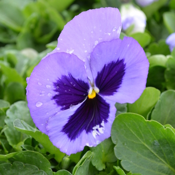 Viola x wittrockiana Spring Matrix™ 'Ocean' (051898)