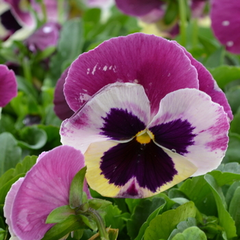 Viola x wittrockiana Spring Matrix™ 'Rose Wing' (051903)