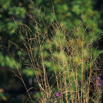 Panicum virgatum 'Rostrahlbusch' (051908)