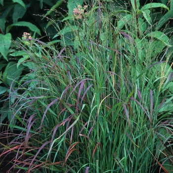 Panicum virgatum 'Rostrahlbusch' (051909)