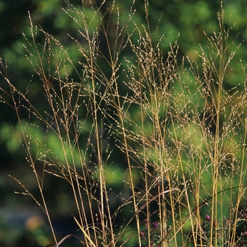 Panicum virgatum 'Rostrahlbusch' (051910)