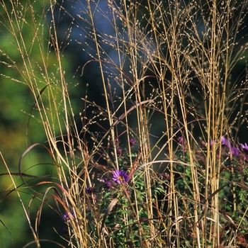 Panicum virgatum 'Rostrahlbusch' (051911)