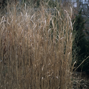 Panicum virgatum 'Heavy Metal' (051912)