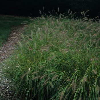 Pennisetum alopecuroides '' (051922)