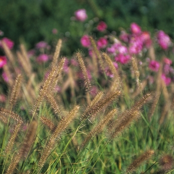 Pennisetum alopecuroides '' (051923)