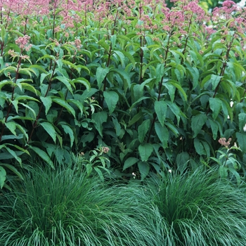 Pennisetum alopecuroides 'Hameln' (051924)