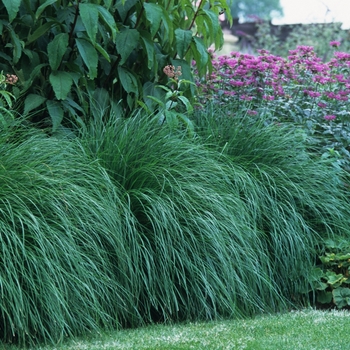 Pennisetum alopecuroides 'Hameln' (051925)