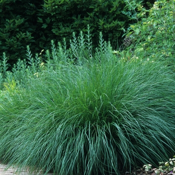 Pennisetum alopecuroides 'Hameln' (051926)