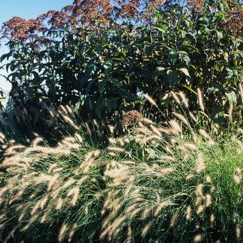 Pennisetum alopecuroides 'Hameln' (051927)