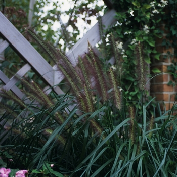 Pennisetum alopecuroides 'Moudry' (051929)