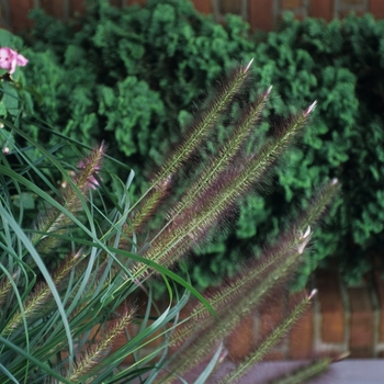 Pennisetum alopecuroides 'Moudry' (051930)