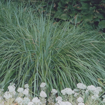 Pennisetum alopecuroides 'Moudry' (051933)