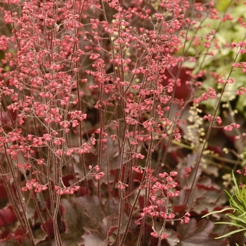 Heuchera 'Cherries Jubilee' (051962)