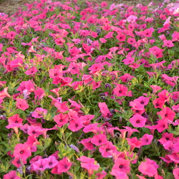 Petunia Supertunia Vista® 'Fuchsia' (052022)