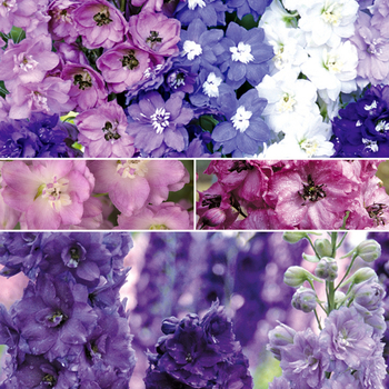 Delphinium '' (052255)