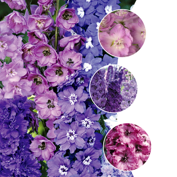 Delphinium '' (052256)