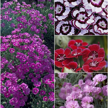 Dianthus 'Multiple Varieties' (052259)