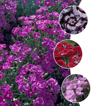 Dianthus 'Multiple Varieties' (052261)