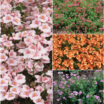 Diascia barberae Darla® 'Mix' (052262)