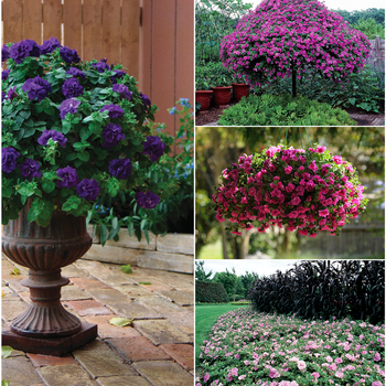 Petunia Double Wave® Series '' (052307)