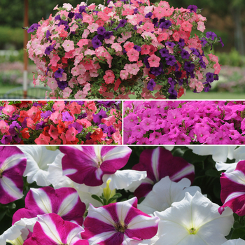 Petunia Easy Wave® 'Series' (052312)