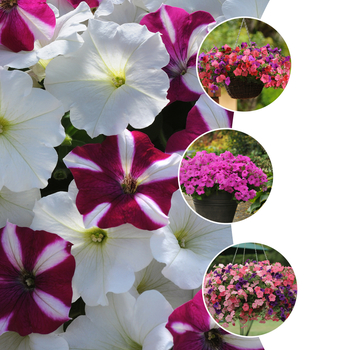 Petunia Easy Wave® 'Series' (052313)