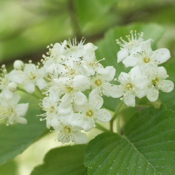 Viburnum x burkwoodii '' (052341)