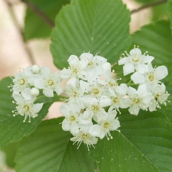 Viburnum x burkwoodii '' (052342)