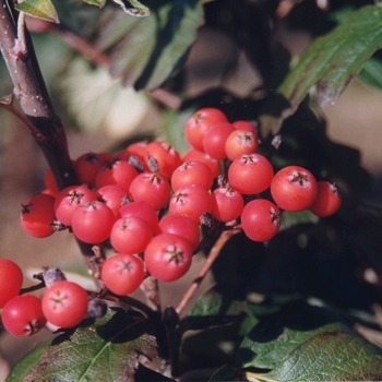 Viburnum x burkwoodii '' (052343)