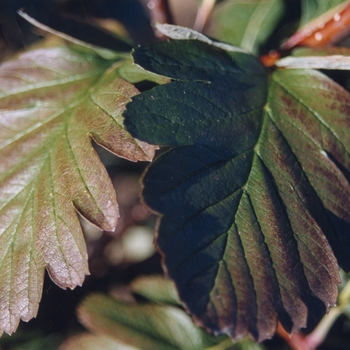 Viburnum x burkwoodii '' (052344)