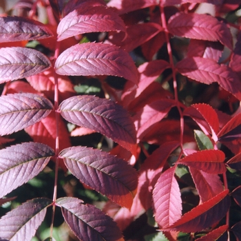 Viburnum x burkwoodii '' (052345)